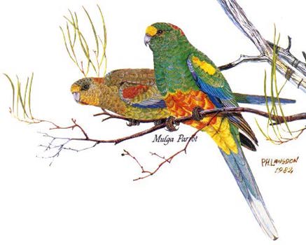 Mulga Parrots