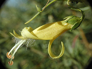 Eremophila (C) Horst Weber