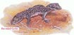 Fat-tailed Gecko