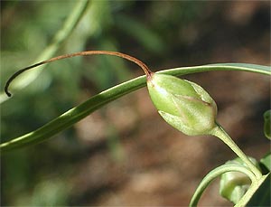 eremophila-bignoniiflora