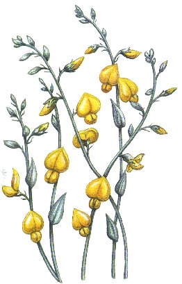 Andamooka lily