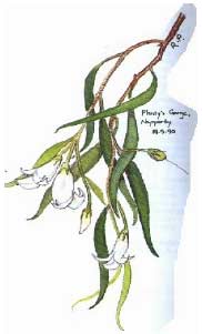 Eremophila